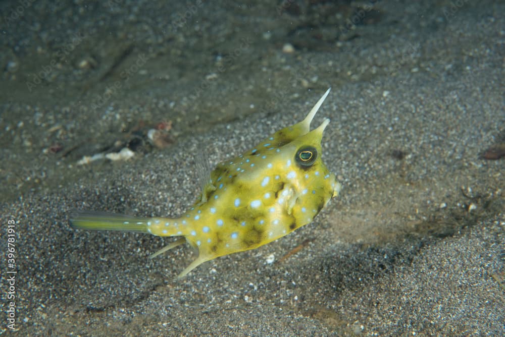 Thorny-Back Cowfish Lactoria fornasini