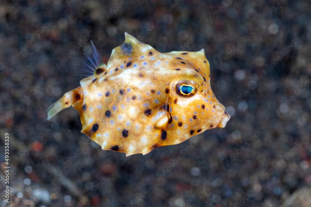 Thornback Cowfish - Lactoria fornasini. Underwater world of Tulamben, Bali, Indonesia.