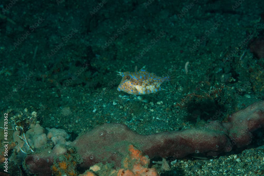 Pesce mucca spinoso, Lactoria fornasini, con sabbia vulcanica sullo sfondo