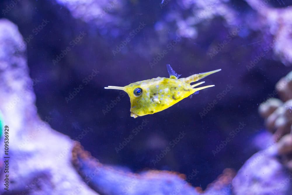 Boxfish, Lactoria fornasini, Aquarium Saltwater Fish