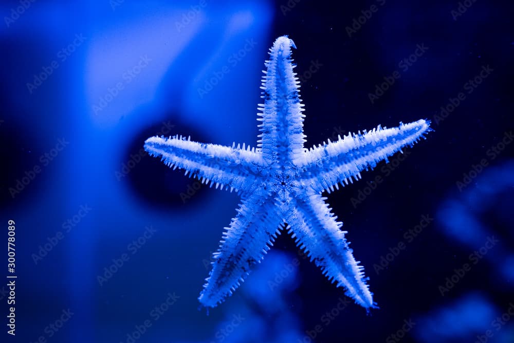 Archaster Typicus Starfish
