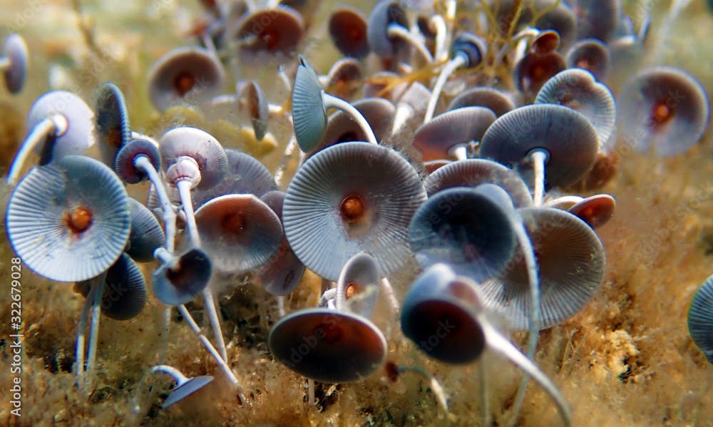 Underwater macro shot on umbrella algae in Mediterranean 