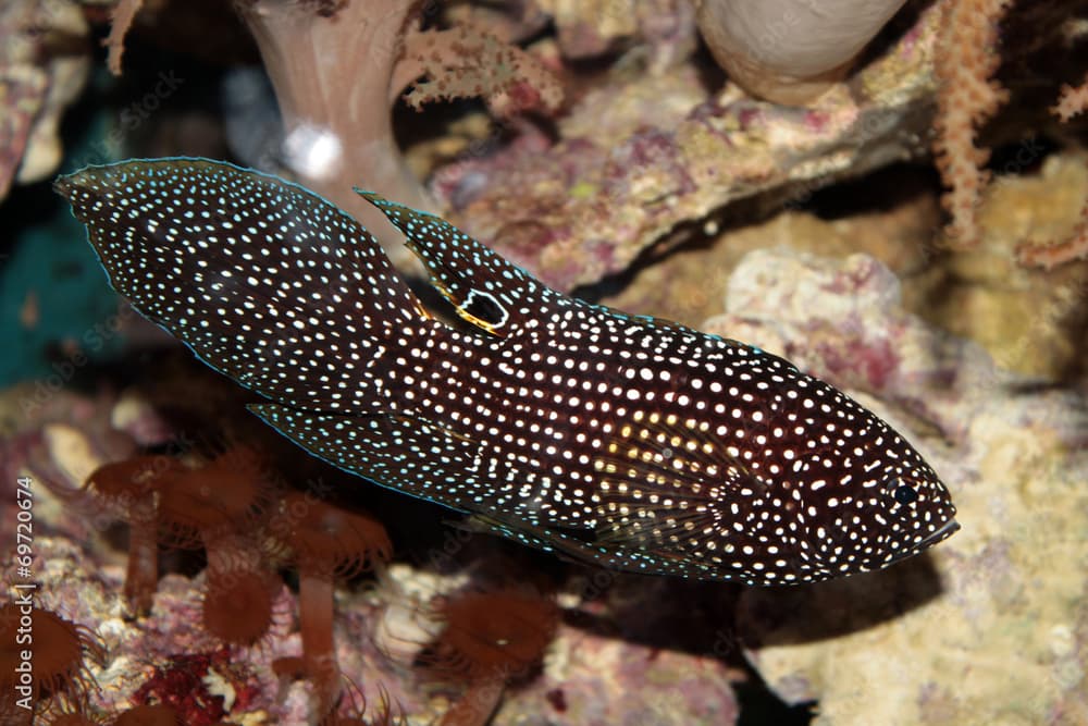 Marine betta (Calloplesiops altivelis) marine tropical fish