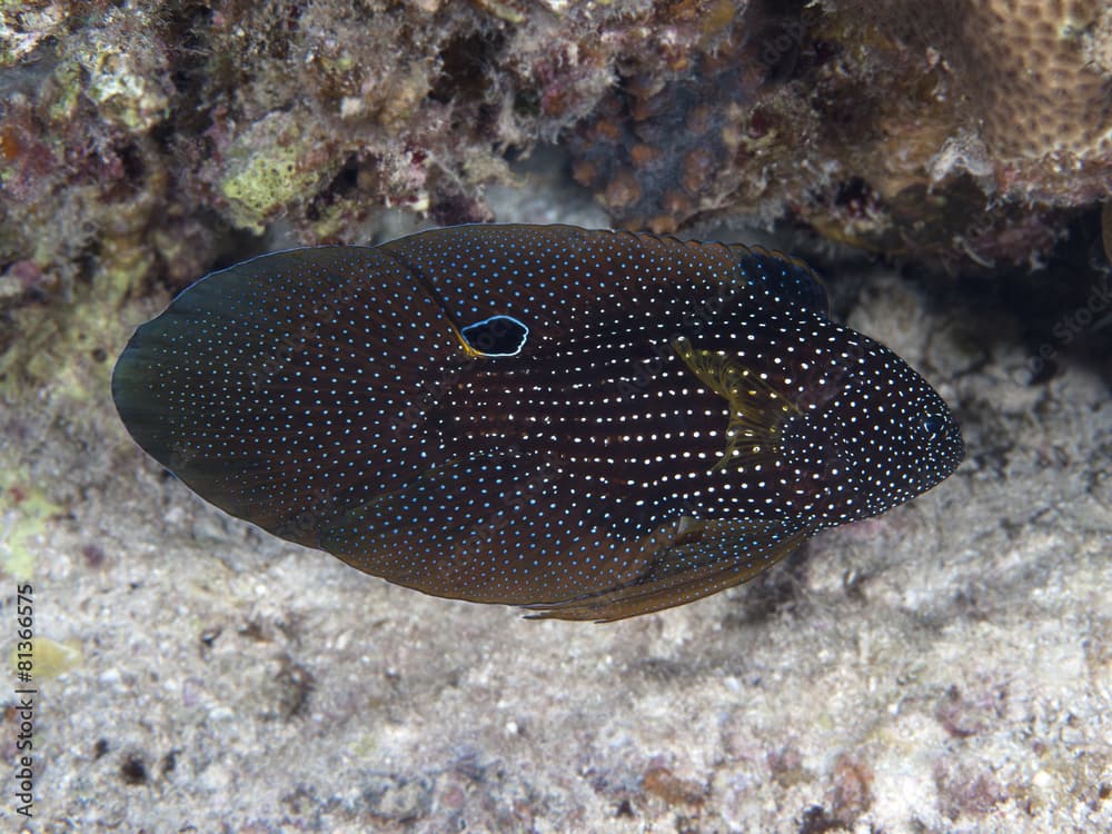 Cometfish in red sea