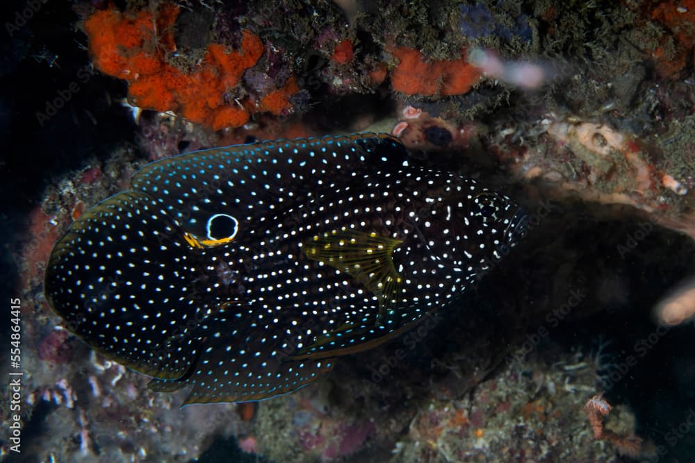 Comet or marine betta (Calloplesiops altivelis) in Raja Ampat, Indonesia