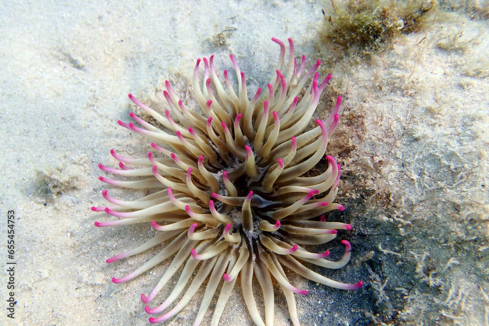 Golden anemone -(Condylactis aurantiaca), sea anemone in to the Mediterranean sea   