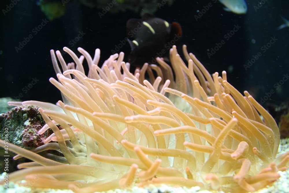 Mediterrainian marine life (Condylactis aurantiaca)