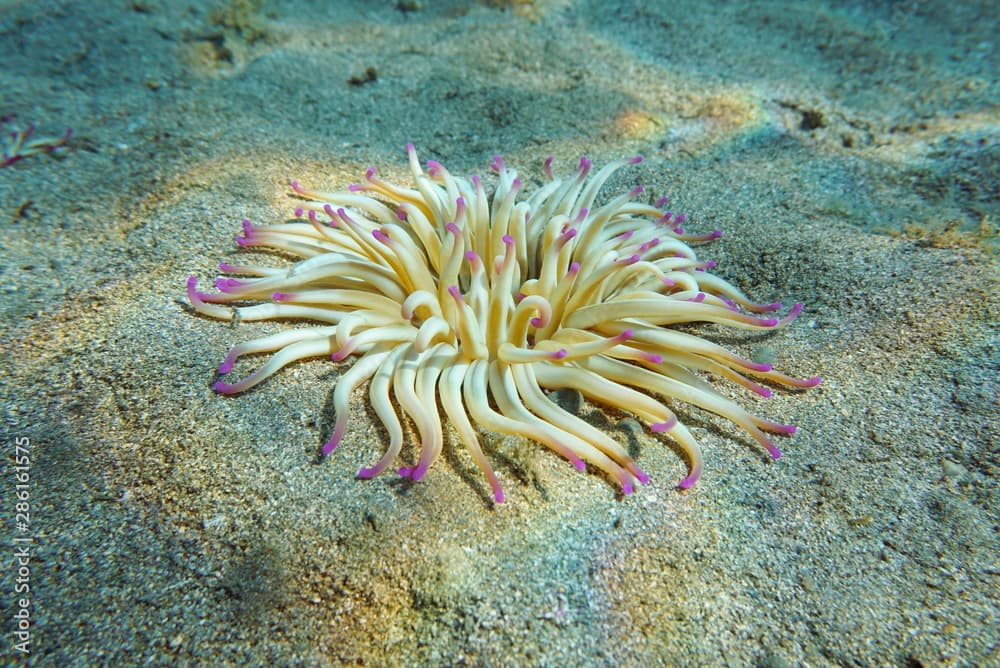 A golden anemone, Condylactis aurantiaca, on a sandy seabed in the Mediterranean Sea, Costa Brava, Spain