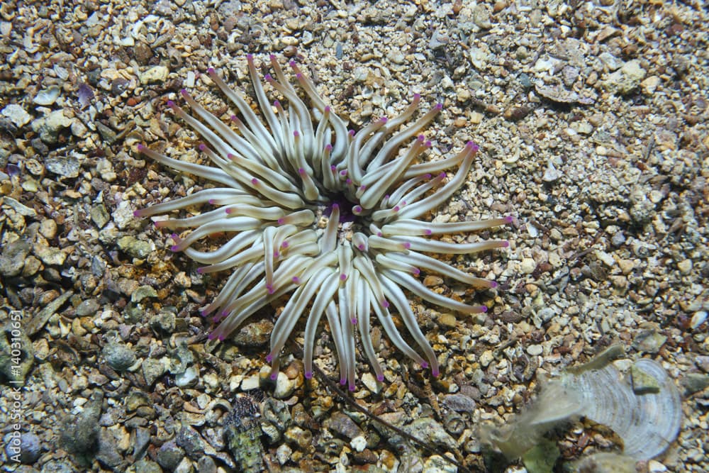 Golden anemone