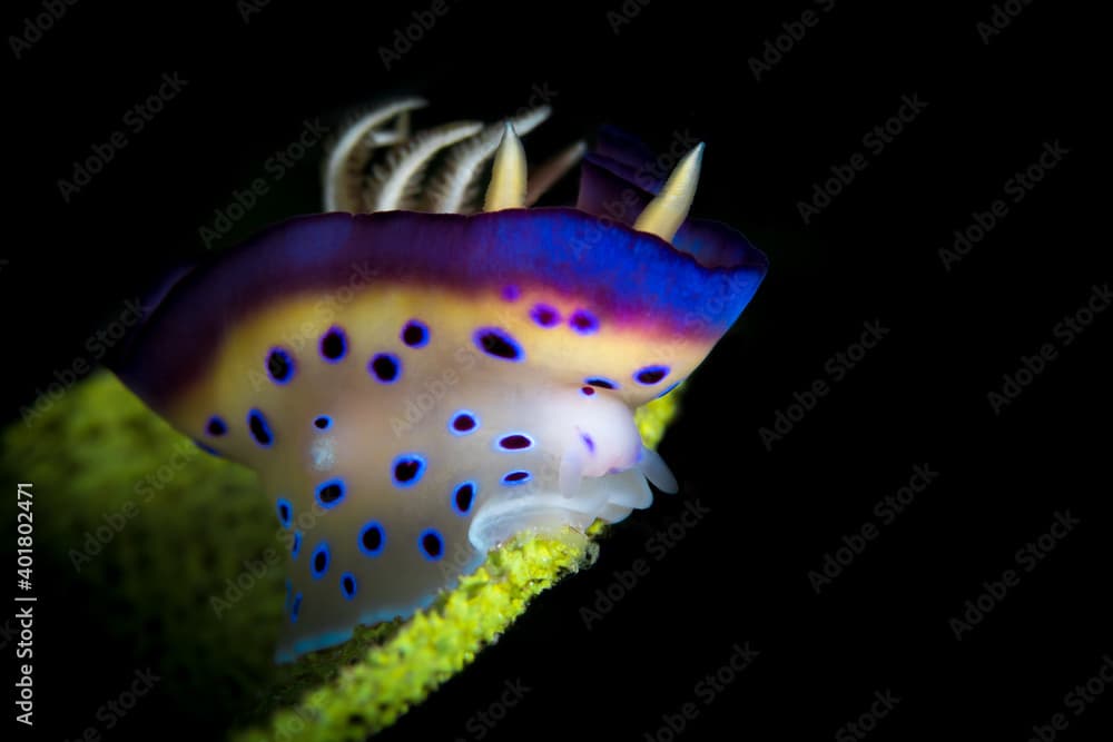 Twin chromodoris showing off its impressive colors - 
Goniobranchus geminus