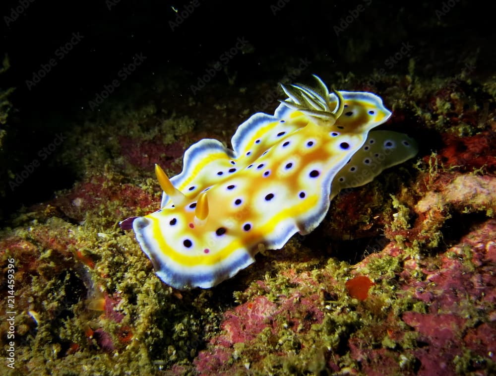 Goniobranchus Geminus, Koh Lipe, Thailand