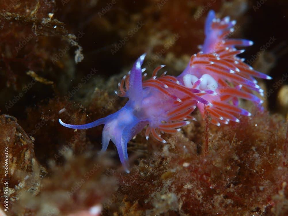 Close-up of a mediterranean sea slug