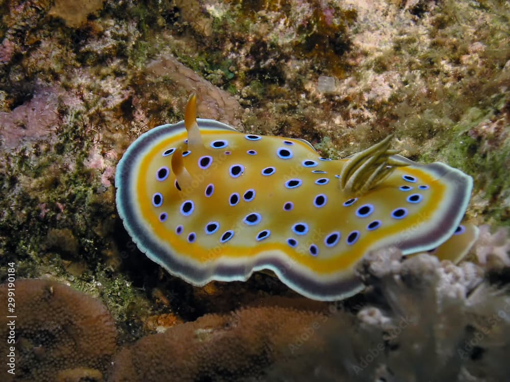 Gem Sea Slug (Goniobranchus geminus)