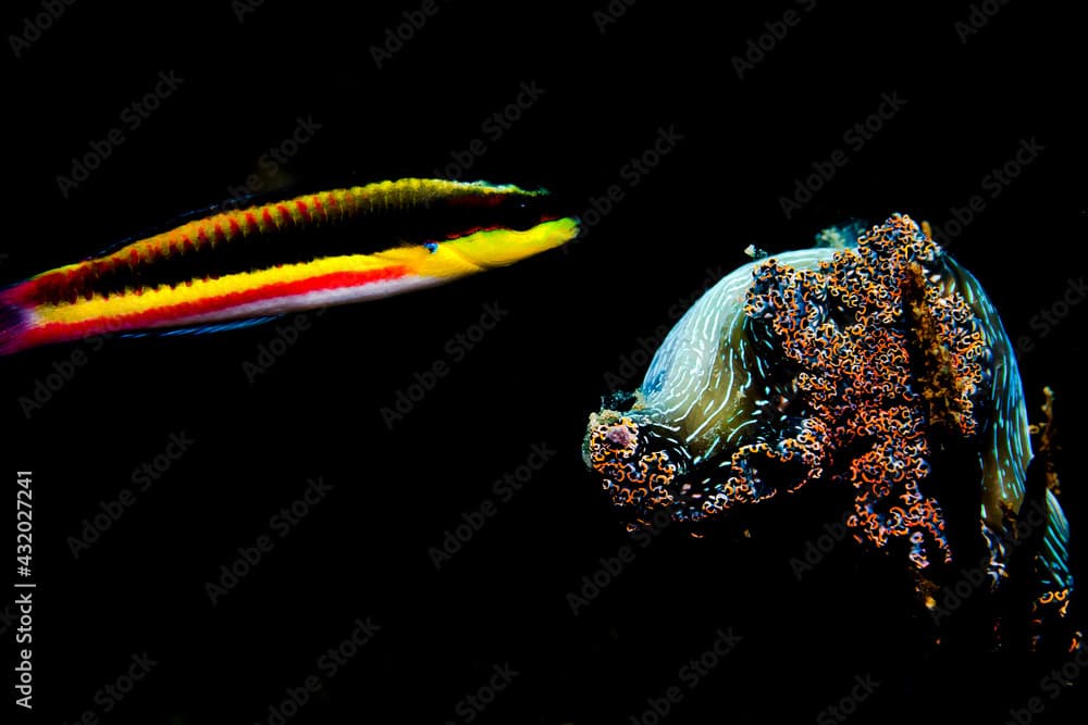 Cortez Rainbow Wrasse and Nudibranch encounter, Sacramento, ixtapa, Mexico.