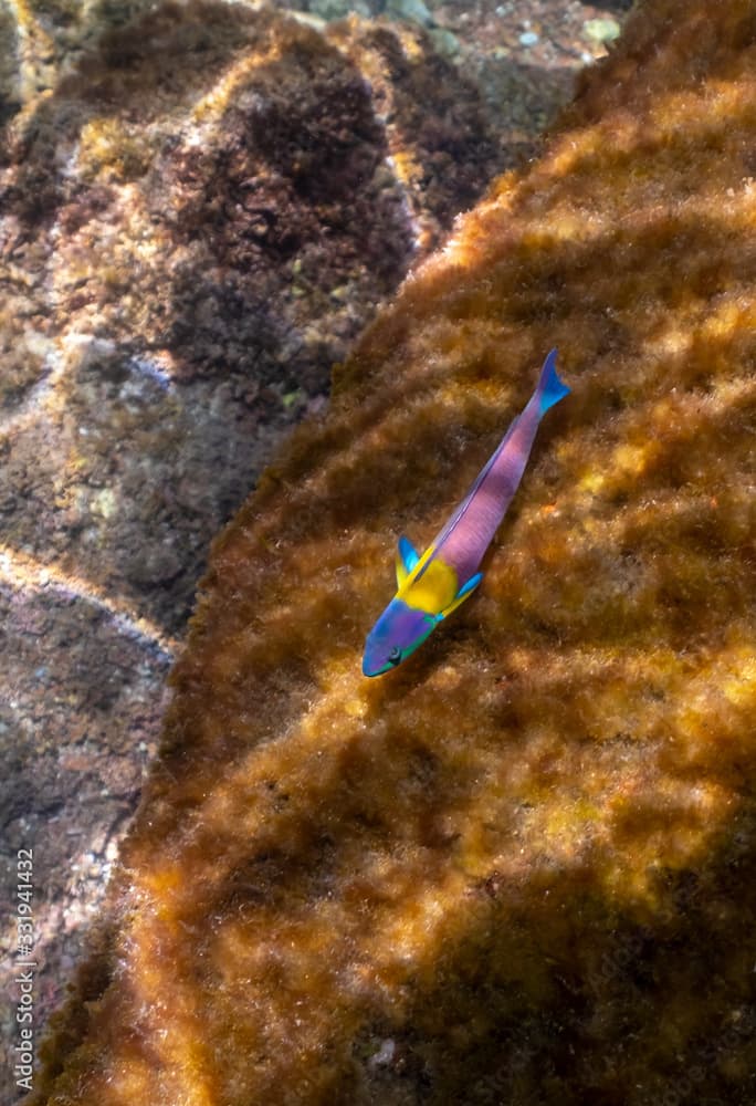 A Cortez rainbow wrasse (Thalassoma lucasanum) on a reef in the Gulf of California (Sea of Cortez).