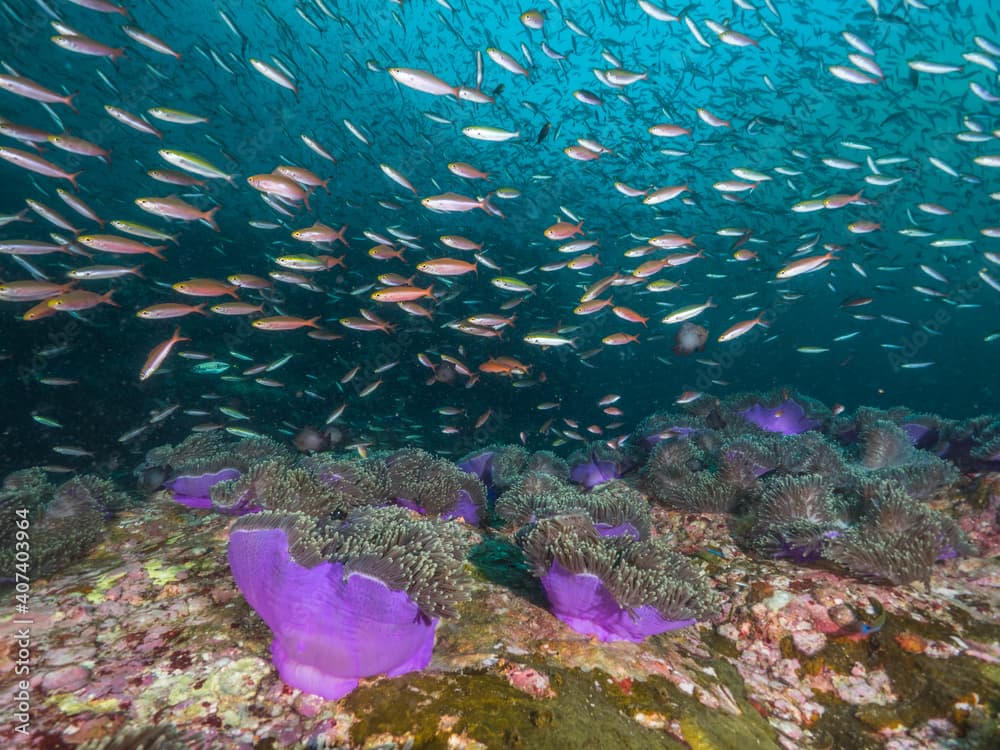 School of fusilier in a sea anemone colony (Mergui archipelago, Myanmar)