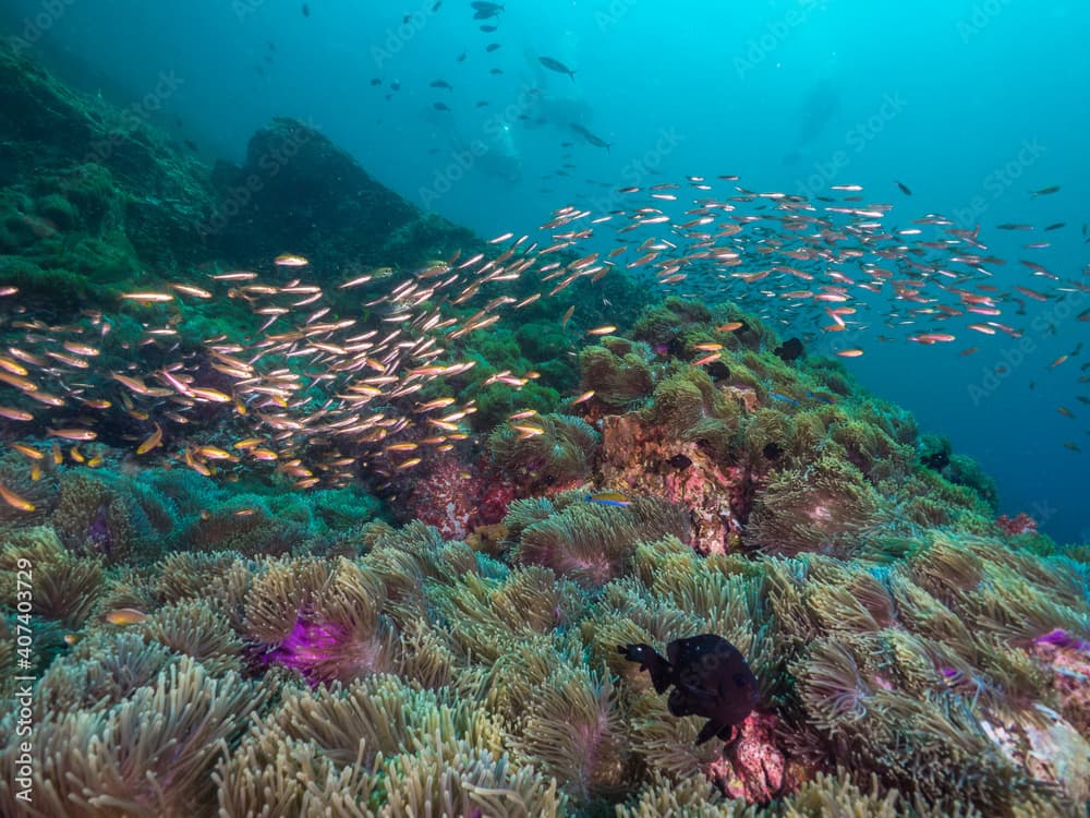 School of fusilier in a sea anemone colony (Mergui archipelago, Myanmar)