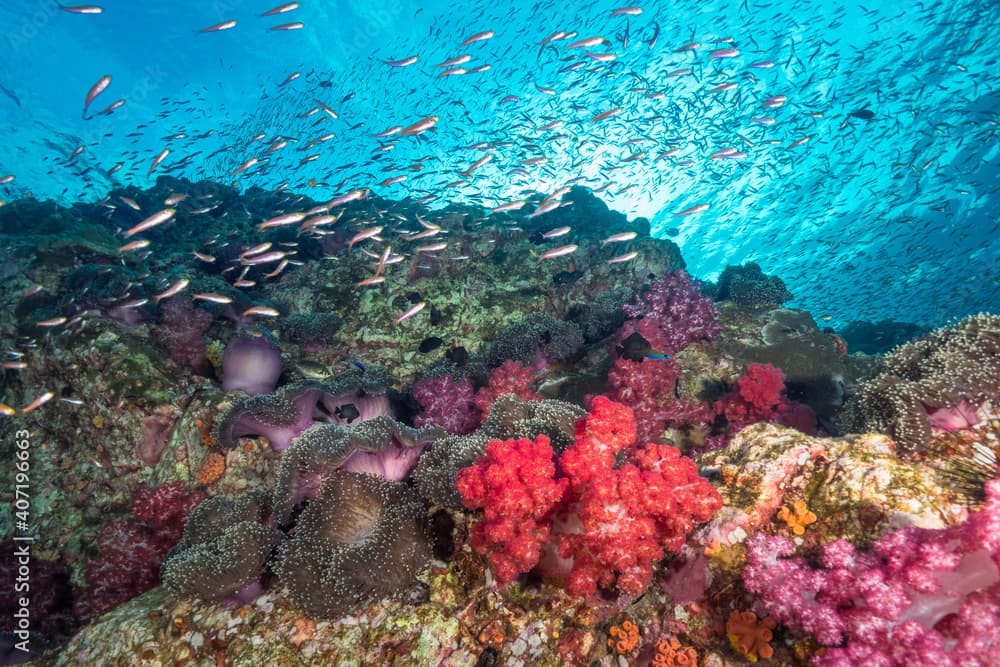 Sea anemone, soft coral and schooling Fusilier (Mergui archipelago, Myanmar)