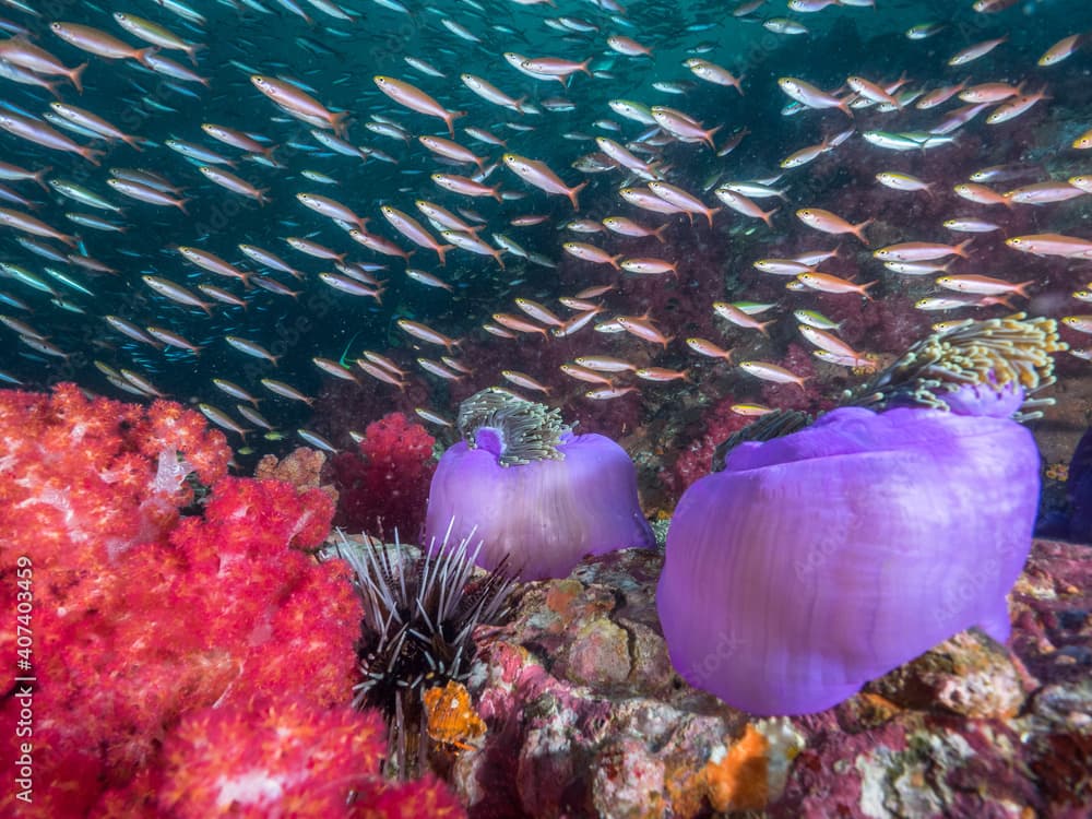 School of Banana fusilier and Sea anemones (Mergui archipelago, Myanmar)