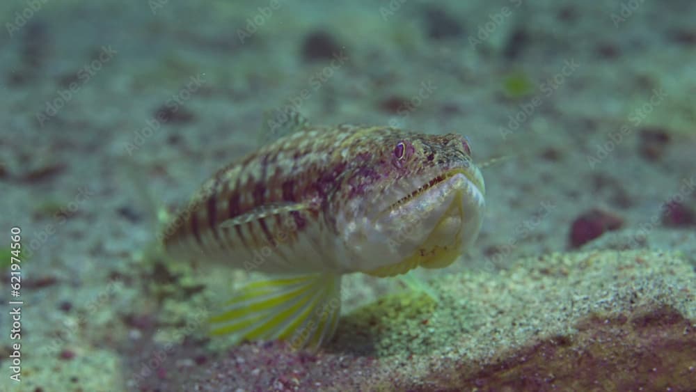 Portrait of Slender Lizardfish or Gracile lizardfish (Saurida gracilis) on sandy bottom on sunny day in sun glare, Red sea, Egypt