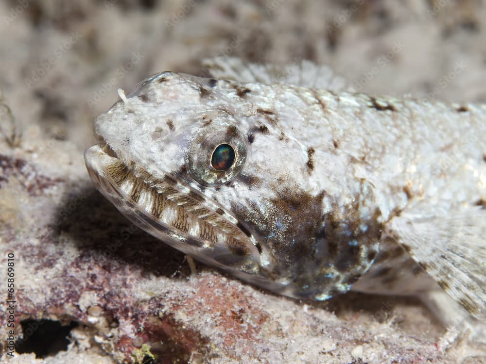 Gracile lizardfish