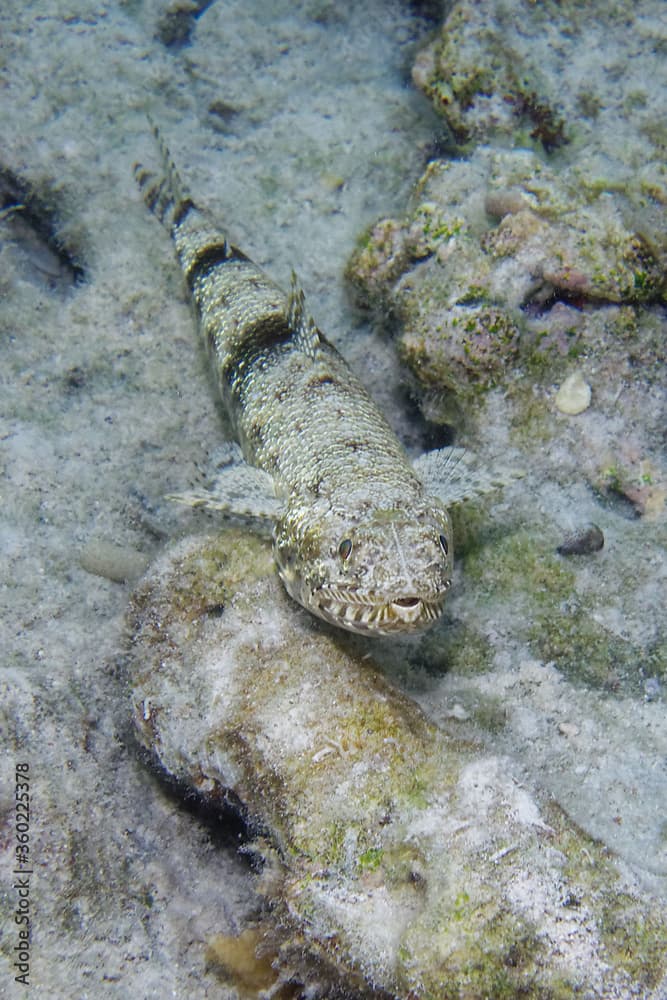 Gracile lizardfish (Saurida gracilis) in Red Sea