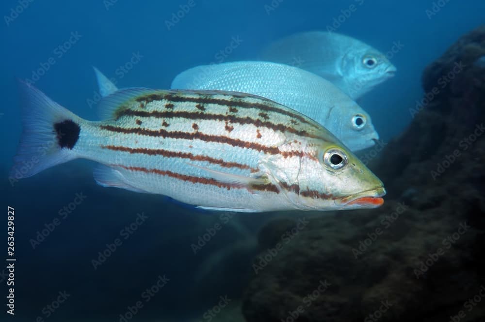 Checkered seaperch (Lutjanus decussatus), Indian Ocean, Hikkaduwa, Sri Lanka, Asia