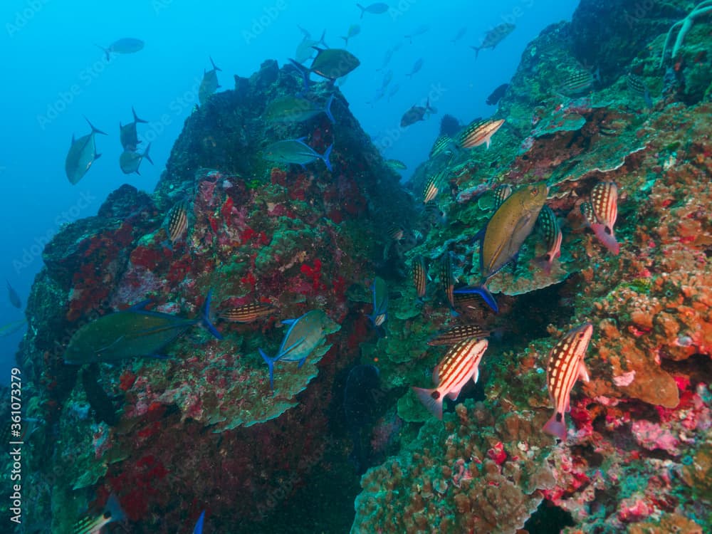 A school of bluefin trevally and checkered snapper hunting at hard coral bommie