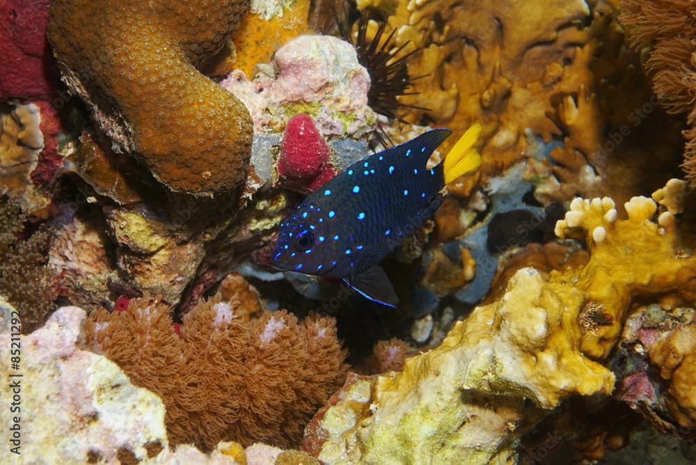 Fish Yellowtail damselfish Microspathodon chrysurus