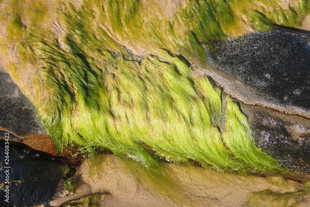Green Hair Algae · Cladophora herpestica · Reeflings Library