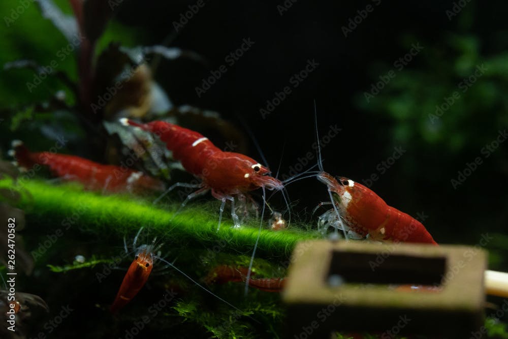 Group of super red crystal caridina shrimps feeding on green hair algae in freshwater tank