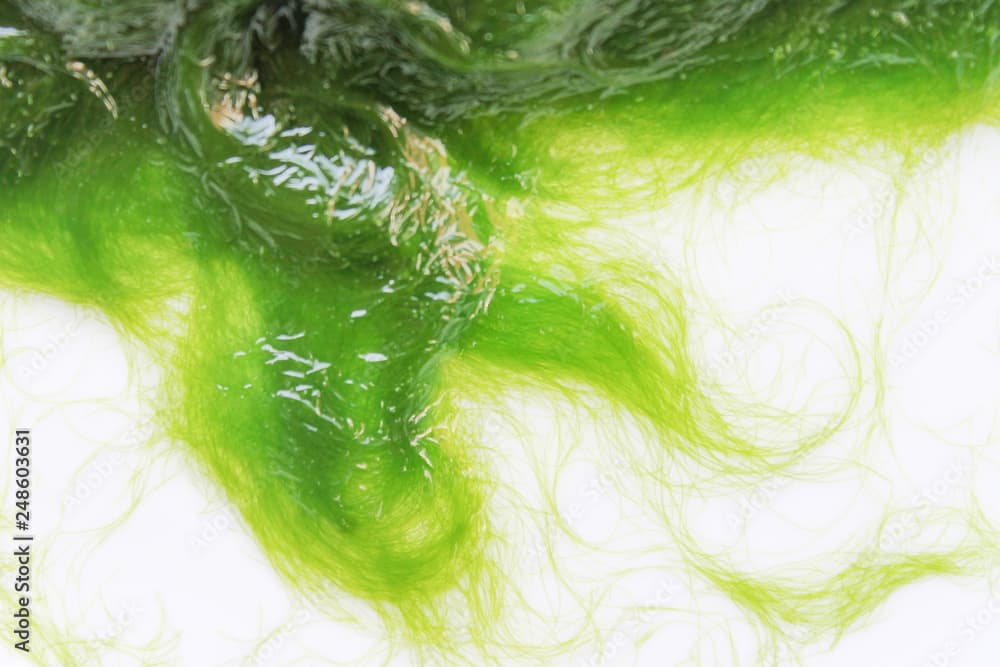 Green Hair Algae · Cladophora herpestica · Reeflings Library
