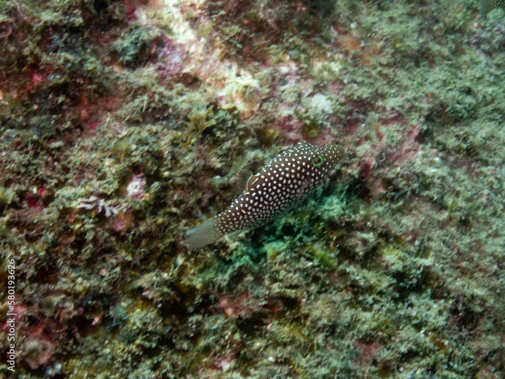 Spotted Sharpnose Puffer