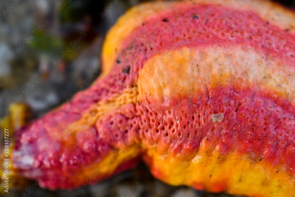 Pink warty sea cucumber