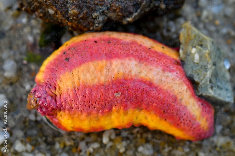 Pink warty sea cucumber