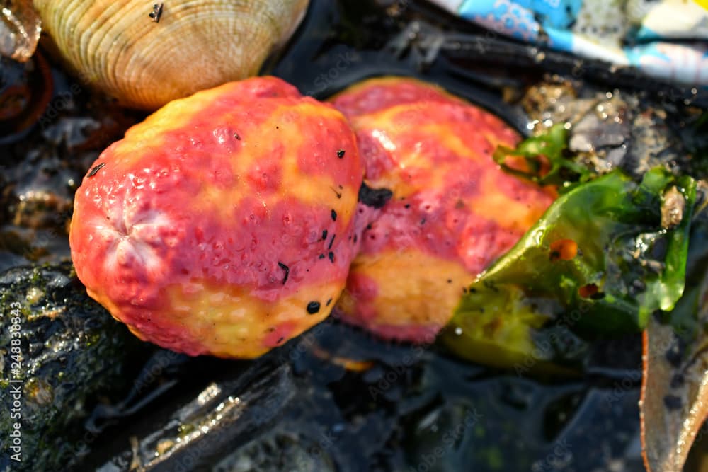 Pink warty sea cucumber