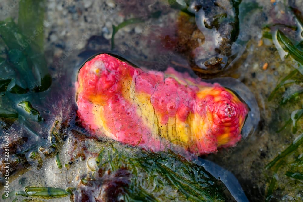 Pink warty sea cucumber