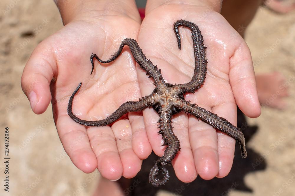 Black Brittle Star Starfish found in Oahu, Hawaii