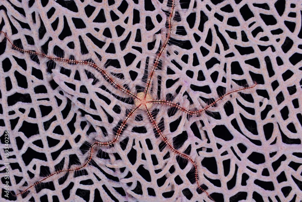 A brittle star clings to the lattice of a pink sea fan against a black background