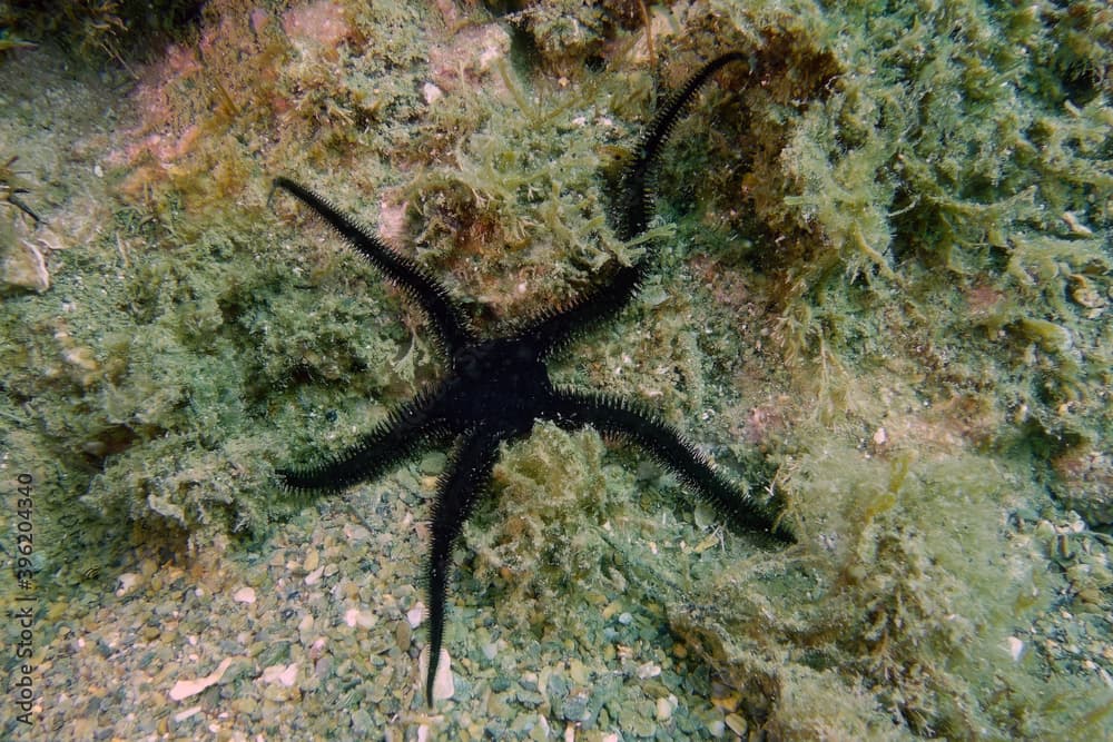 Black brittle-star or Black serpent star (Ophiocomina nigra) in Mediterranean Sea