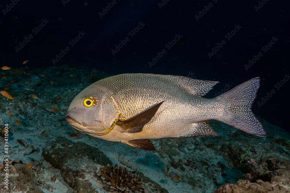 Midnight snapper, macolor macularis, in Maldives