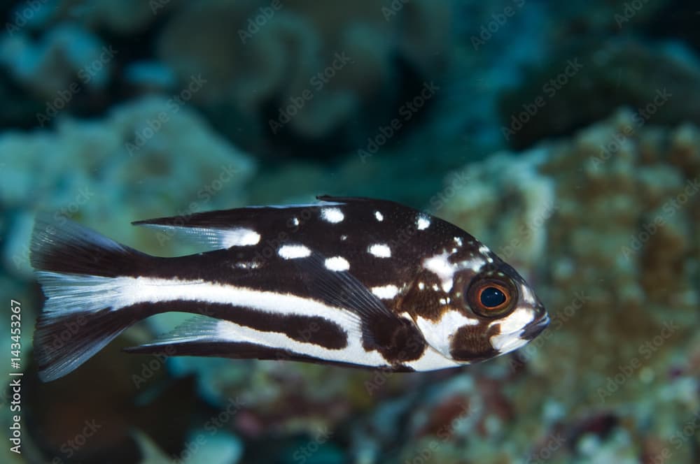 Juvenile midnight snapper, Macolor macularis, Sulawesi Indonesia.