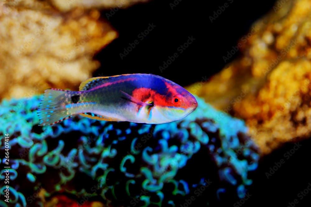 Exquisite Fairy Wrasse - (Cirrhilabrus exquisitus)