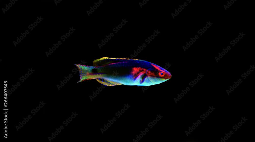 Exquisite Fairy Wrasse - (Cirrhilabrus exquisitus)