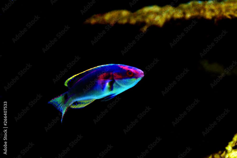 Exquisite Fairy Wrasse - (Cirrhilabrus exquisitus)