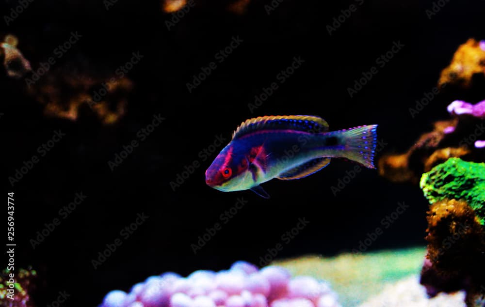 Exquisite Fairy Wrasse - (Cirrhilabrus exquisitus)