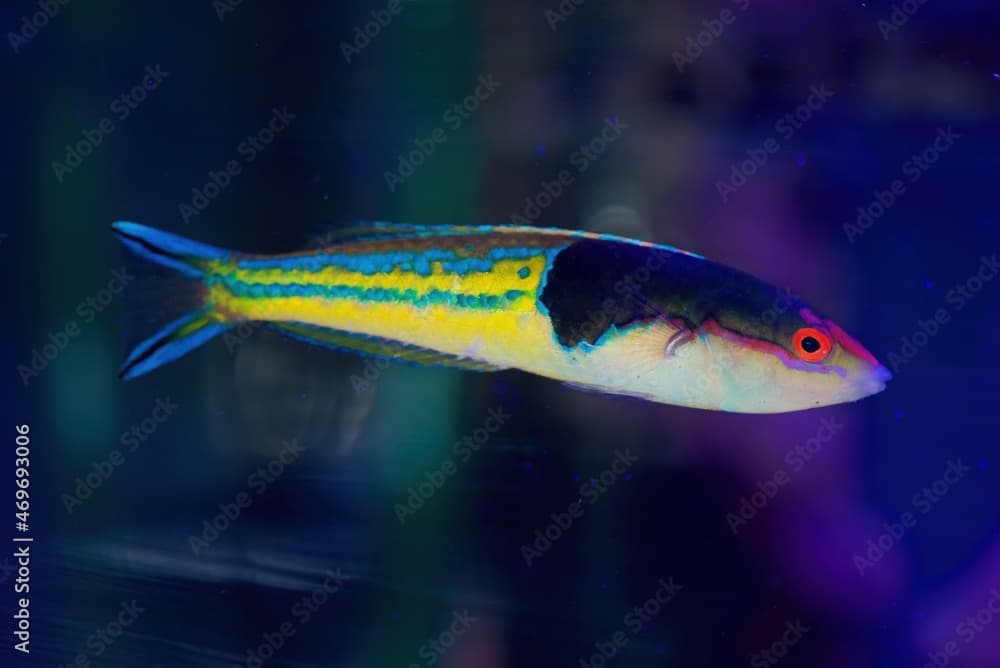 Royal Pencil Wrasse or Mulitcolored Wrasse, Pseudojuloides severnsi a tropical marine fish