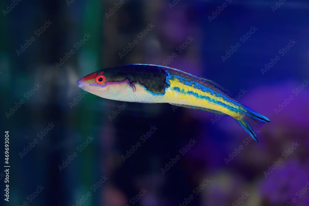 Royal Pencil Wrasse or Mulitcolored Wrasse, Pseudojuloides severnsi a tropical marine fish