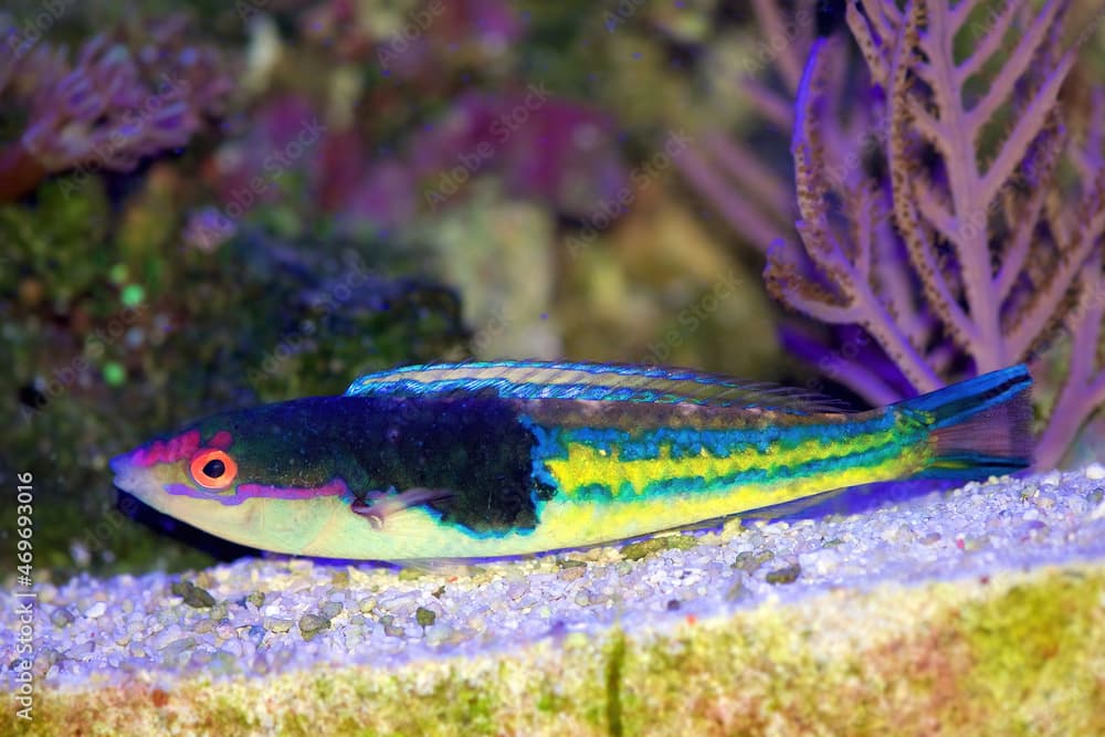 Royal Pencil Wrasse or Mulitcolored Wrasse, Pseudojuloides severnsi a tropical marine fish