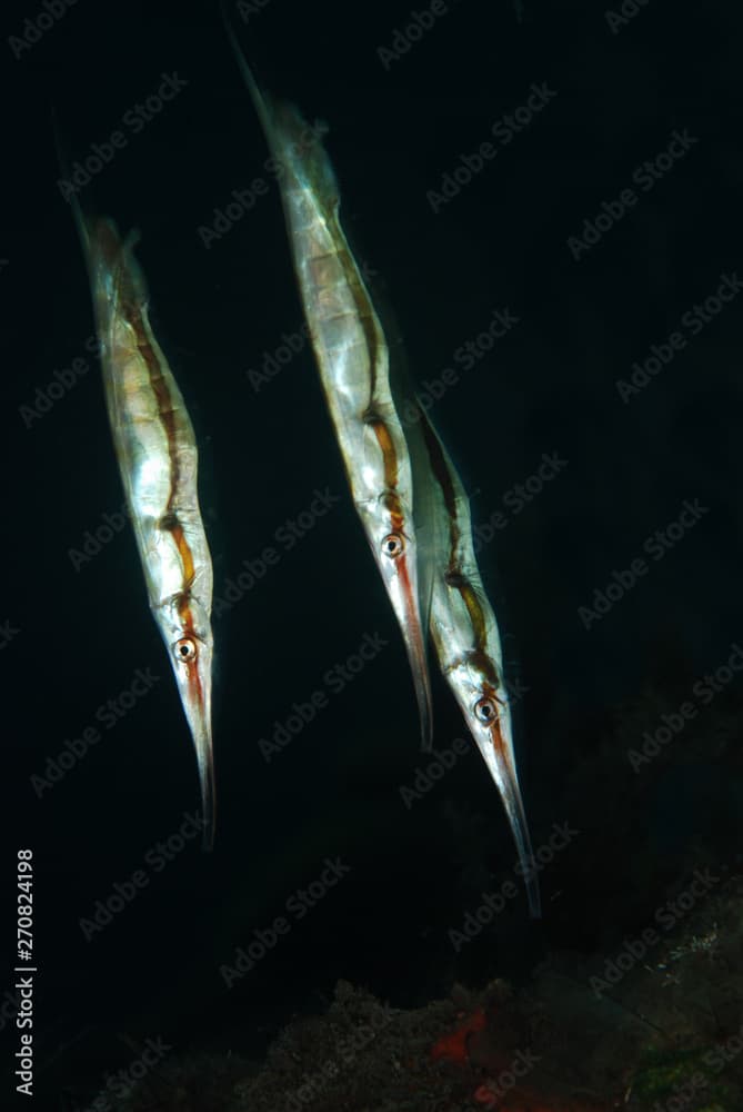 Amazing underwater world - Razorﬁsh (Aeoliscus strigatus). Diving, macro photography. Tulamben, Bali, Indonesia.